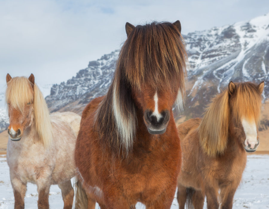 Den islandske hest 1