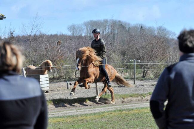 Sga Svendborg stutteritur til Stald Almindingen