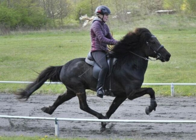 Natalie-Fischer-og-Imnir-fra-Egeskov-web